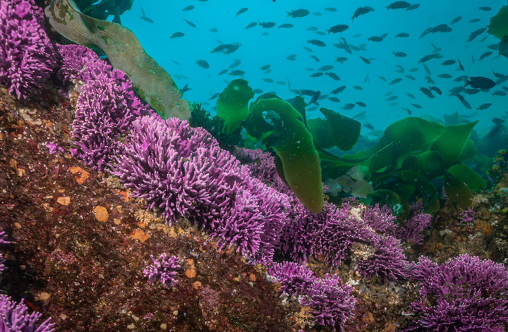 kelp forest and purple hydrocoral